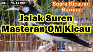 Suara Kicauan Burung Jalak Suren Masteran OM Kicau Mantap [upl. by Cohberg]