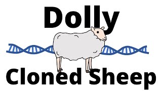 The Story of Dolly the cloned Sheep  Animal Cloning [upl. by Pazit]