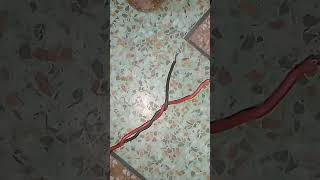 Serious bnany ka tariqa PART  4 electrical electrician experiment diy diy electric electro [upl. by Meingolda778]