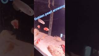 golden pearl arowana arowana aquarium [upl. by Lovash]