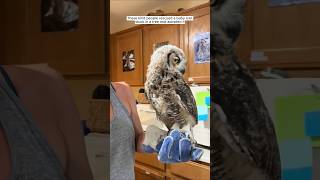 These kind people rescued a baby owl stuck in a tree and adopted it animalshorts [upl. by Gaspard108]