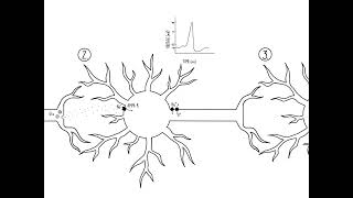 Excitatory and Inhibitory Circuits [upl. by Atikam764]