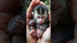 Cute little colobus monkey babymonkey cuteanimal [upl. by Atteselrahc]