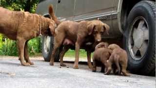 Chesapeake Bay Retriever puppies 6 weeks and Mom play at ChesamoMOV [upl. by Eellehs]