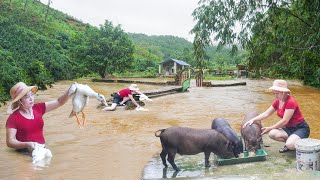 Historic Floods Caused by Typhoon Yagi  Rescue Livestock and Poultry From Flood Daily Farm [upl. by Aihsetal]