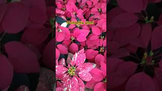 Beautiful poinsettia plant in nursery nature shorts [upl. by Becca]