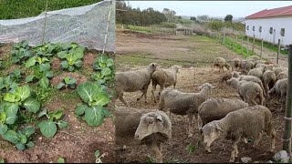 Agricultura Portugal As couves estão muito grandes 🥬🥬alimentar ovelhas🐑🐏 [upl. by Nicolle]