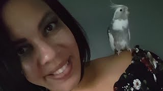 Tips for Gaining Your Cockatiels Trust [upl. by Hilaria422]