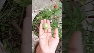 Datura PlantFrom Seeds 🌱🌱🥝daturashortvideo [upl. by Wons778]