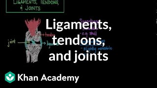 Ligaments tendons and joints  Muscularskeletal system physiology  NCLEXRN  Khan Academy [upl. by Sarene803]