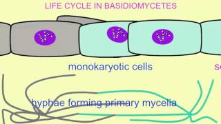 FUNGI LIFE CYCLE IN BASIDIOMYCETES [upl. by Ailecec870]