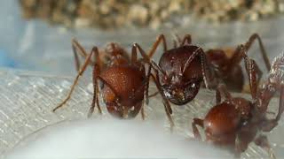 Pogonomyrmex occidentalis western harvester ant Introduction [upl. by Nahtanaj]