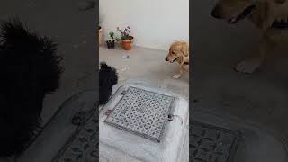 homeboarding for pets youtube public india blr goldenretiever dog photography photoshoot [upl. by Leahkim490]