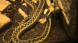 Two headed Gopher snake at Audubon Zoo New Orleans LA [upl. by Balthazar794]