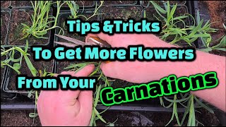 Top tips to get more flowers from your Carnations [upl. by Shanan115]