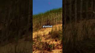 How Vegetation Restoration Fights Soil Erosion sciencefather researcher recognizing SoilErosion [upl. by Nyrhtak]