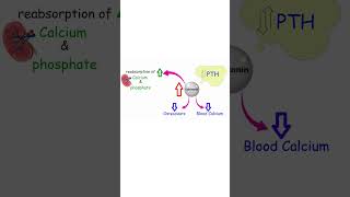 CALCITONIN EXPLAINED BONE GROWTH AND EXERCISE bone calcium exercise exercisescience [upl. by Atinauq]