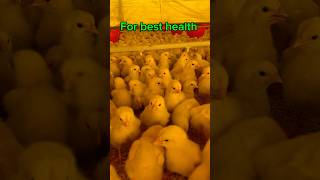 Day 2 poultry farming step by step  shortfeed india [upl. by Kcirdehs351]