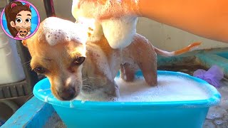 BAÑO DE BURBUJAS A MI PERRITA PÍCHU CHIHUAHUA  BATHING MY DOG [upl. by Buke967]