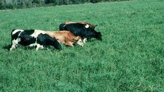 Características del Ensilaje de Maiz y Pasto Tifton  TvAgro por Juan Gonzalo Angel [upl. by Brandais]