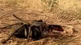 A Tarantula Hawk drags a paralyzed Tarantula to a horrible death [upl. by Ahcirt]