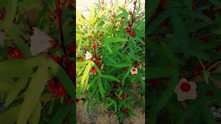 Roselle plant hibiscussabdariffa arabic Karkade medicinal plant medicinalplants roselle [upl. by Mata]