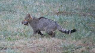 European Wildcat hunting in northern Spain August 2024 Mariposa Nature Tours [upl. by Eenehs]