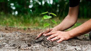 Tu Bishvat The Jewish Holiday amp quotBirthday of the Treesquot [upl. by Aniad]