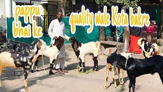 Pappu bhai ke quality wale Kota bakre hansagoat goatfarm goat [upl. by Verina771]