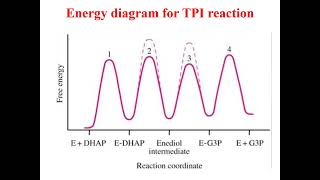 Detailed mechanism of catalysis of Ribonuclease and Chymotrypsin Enzyme chemistryEnzymology [upl. by Seaver]