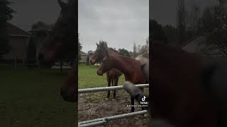 Partie 1  quel temps pourri  cheval chevaux vlog equestrian equitation [upl. by Lemmy]