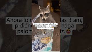 No volveré a rescatar a un mapache 😵‍💫😂 animales mapaches shortvideo [upl. by Barrington216]