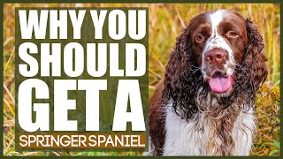 WHY YOU SHOULD GET A SPRINGER SPANIEL [upl. by Buddie]