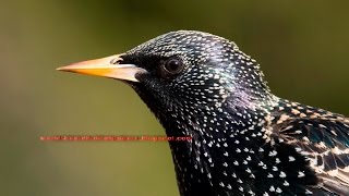 A common quot European Starling quot singing songs and calling calls [upl. by Herring]