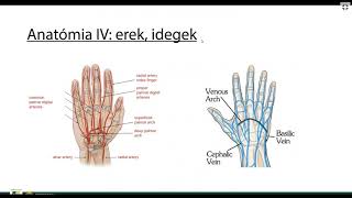 A kéz kis ízületeinek radiológiája [upl. by Ahmar]