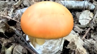 Amazing Caesars mushroomAmanita caesareaOctober 2024an amazing findnature mushroom forest 4k [upl. by Annaihs]