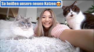 Katzenname zum 2 Mal ändern 🙈 Katzen und Kleinkind Hund besser als Familien Haustier  Mamiseelen [upl. by Eeliak]