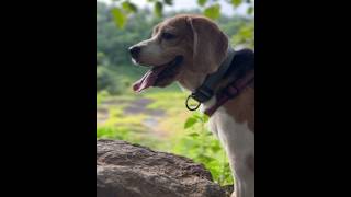 Beagle Puppy Having A Peaceful Evening 😊🐶 puppy beagle petslover [upl. by Lull]