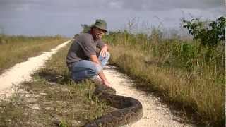 142quot Python Caught in Everglades [upl. by Anawot]