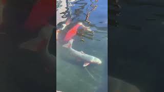 Koi fishpond shortvideo viralshort trendingshorts [upl. by Nosbig396]