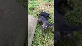 patterdale terrier caught rat with speed ratting [upl. by Tonia]