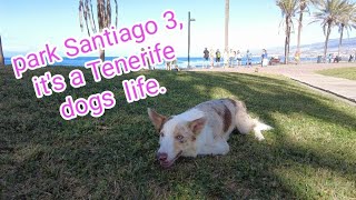 Park Santiago 3 its a Tenerife dogs life [upl. by Aicilehp]