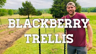 💥 DIRT CHEAP Blackberry Trellis Using TPosts 💰 [upl. by Ennaoj]