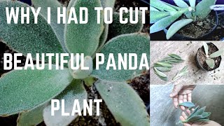 What Happened To Panda Plant  Why I Had To Cut My Beautiful Panda Plant  How To Save Dying Plant [upl. by Larsen394]