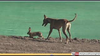 greyhound coursing trials race at national coursing club 22 Nov 2023 [upl. by Funch]