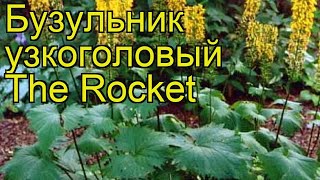 Бузульник узкоголовый Ракета Краткий обзор описание ligularia stenocephala The Rocket [upl. by Arahsat]