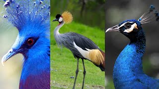 Nature’s Giants The 10 Most Stunning Large Birds [upl. by Enened]