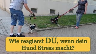 ❓ Reagierst DU bei Hundebegegnungen mit Artgenossen stressfrei [upl. by Krasnoff]