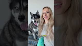 My dog argued with me over his bath day dog dogs husky huskies cute [upl. by Pammi]