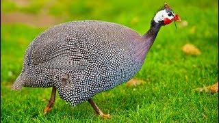 তিতির  How to cook hen deshi style  ছিট রুটি দিয়ে তিতিরের মাংস। Guinea Hen Fowl Recipe [upl. by Nunci]